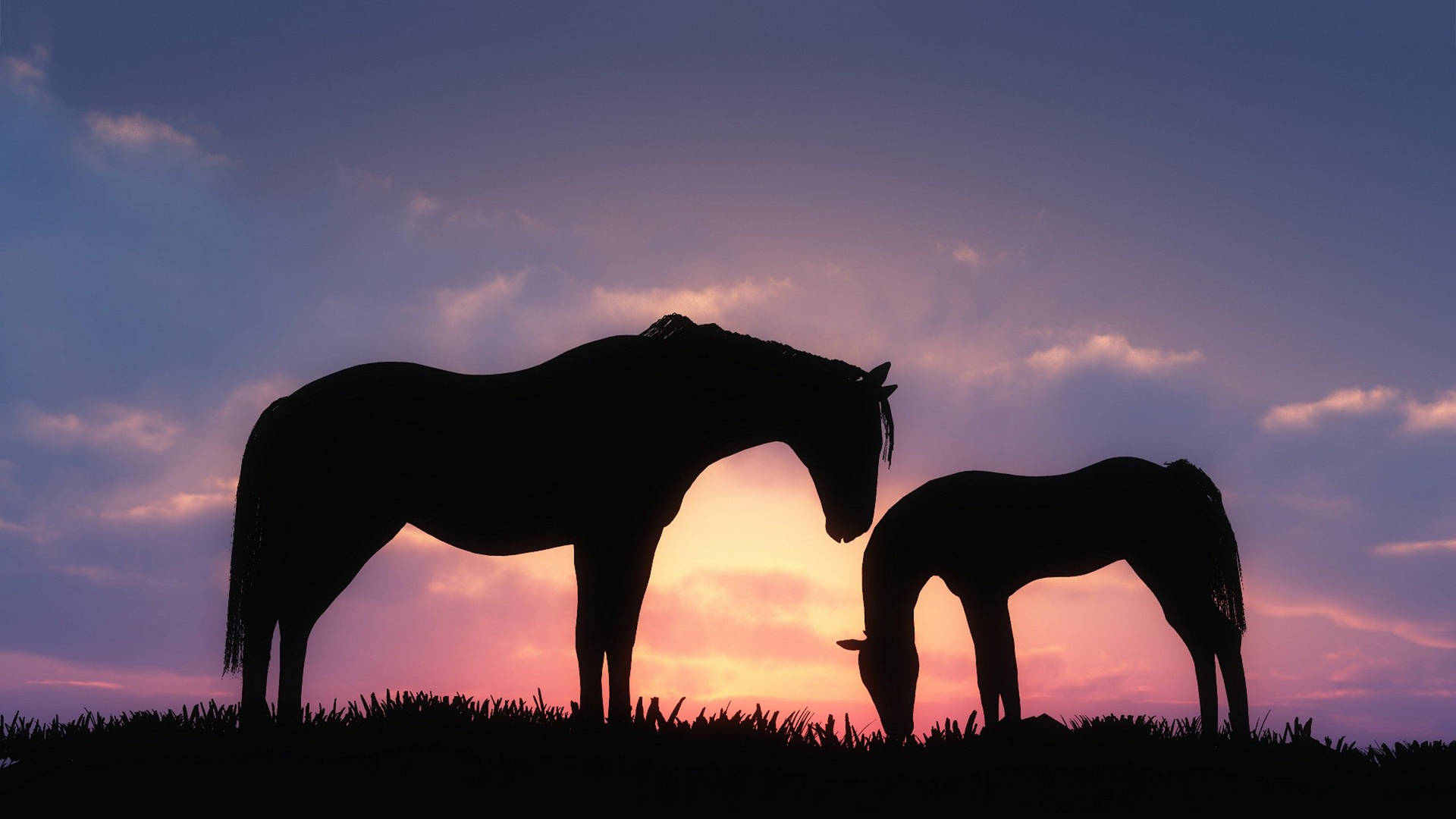 Cute Horse Silhouette By The Sunset