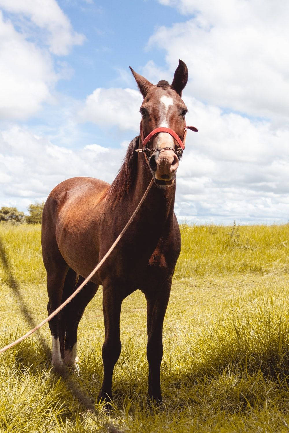 Cute Horse With Leash Background