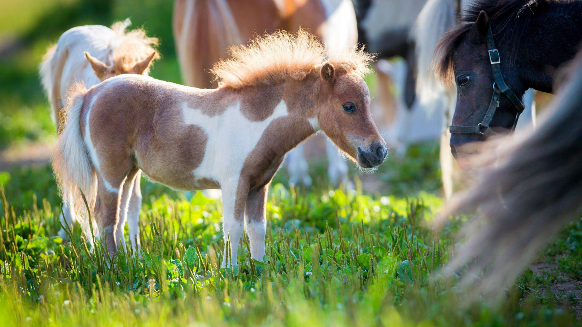 Cute Horse With Little Pony