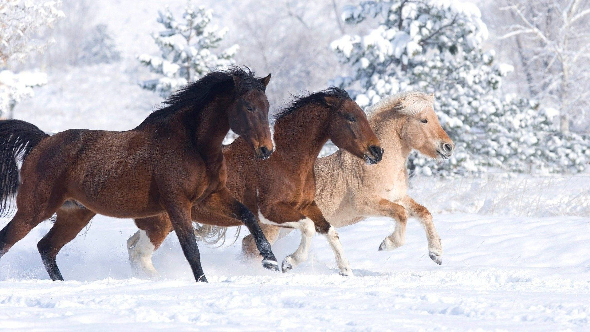 Cute Horses In Snowy Forest