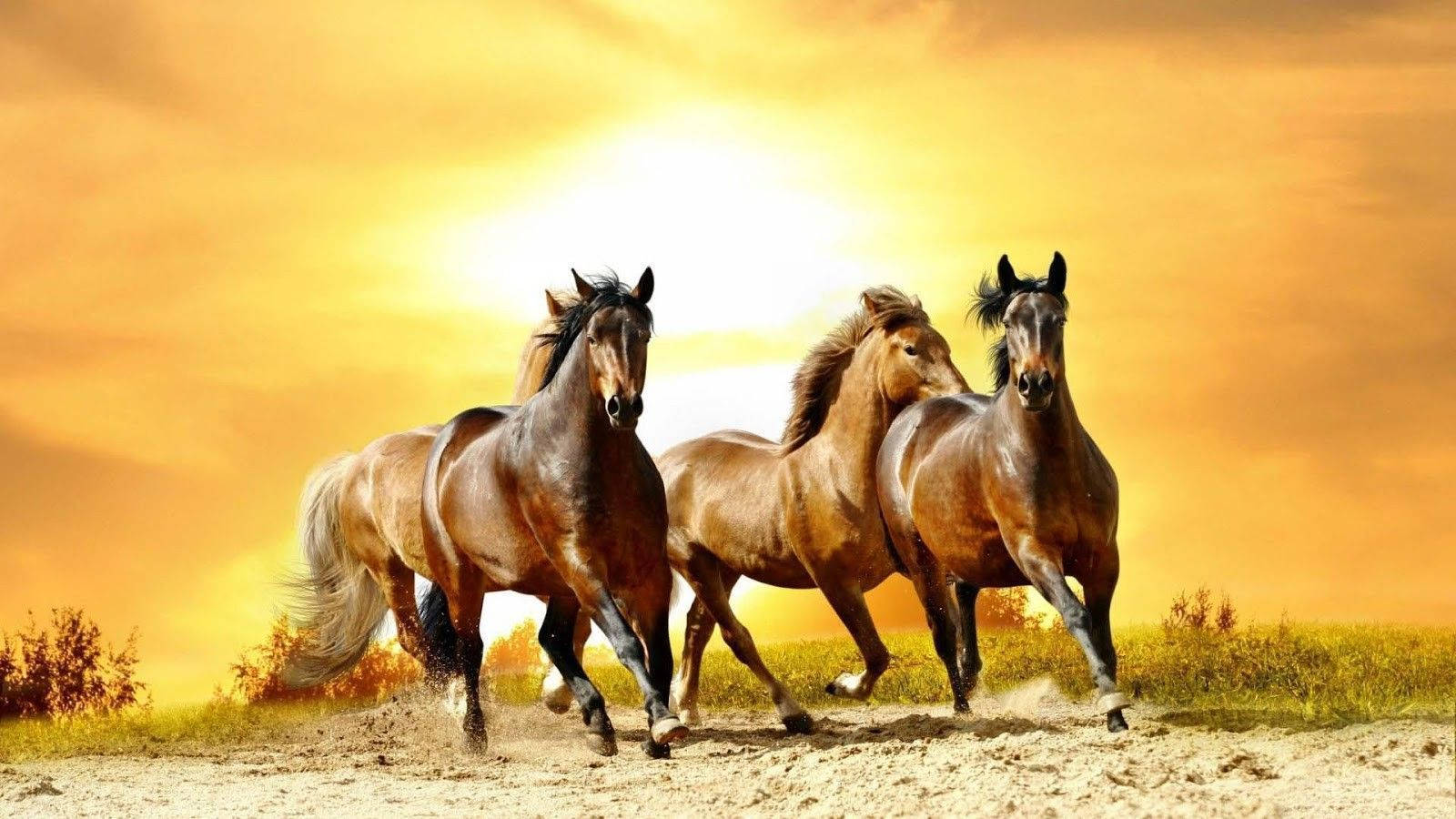 Cute Horses On A Sandy Field Background