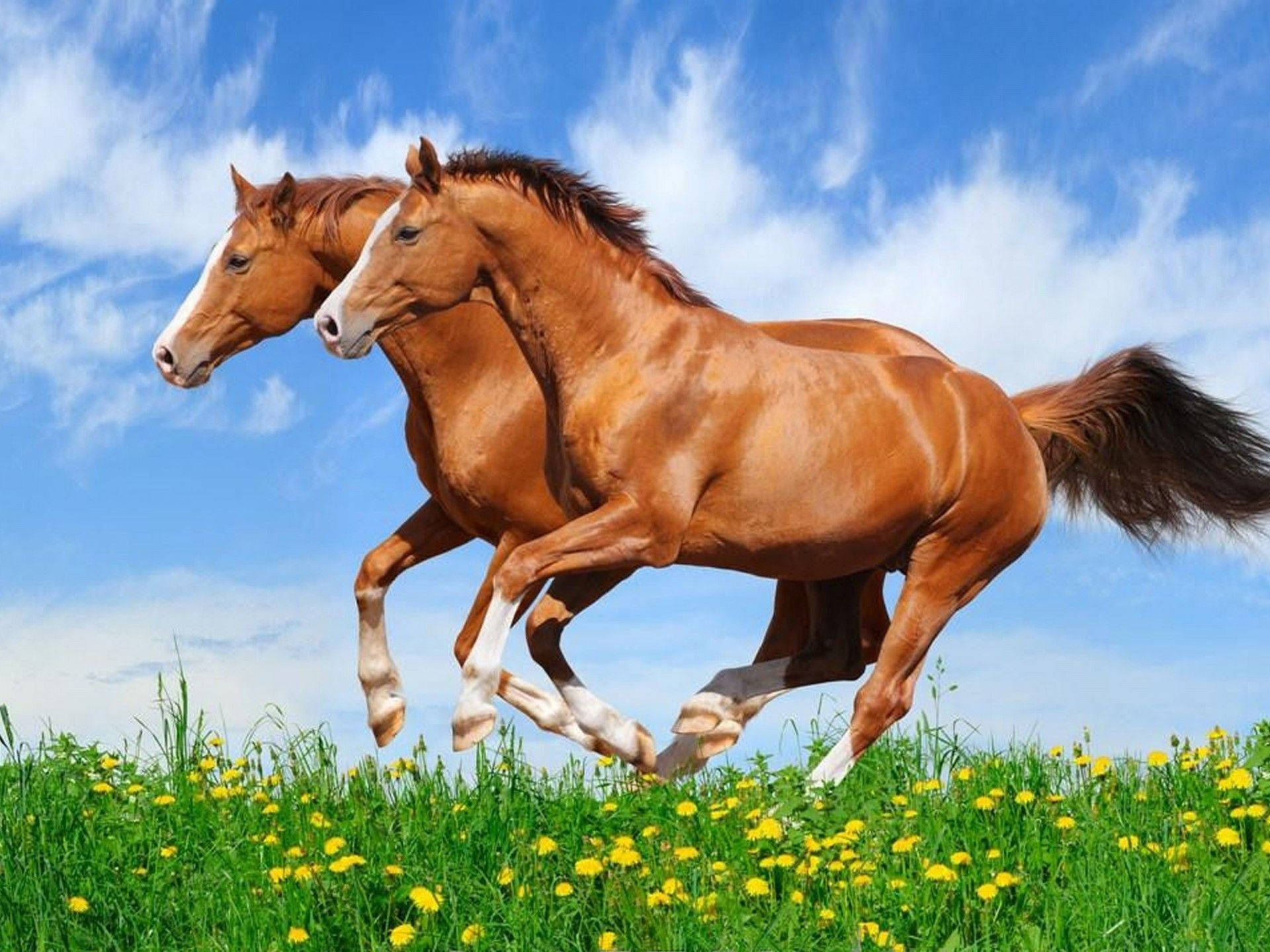 Cute Horses Running Together Background