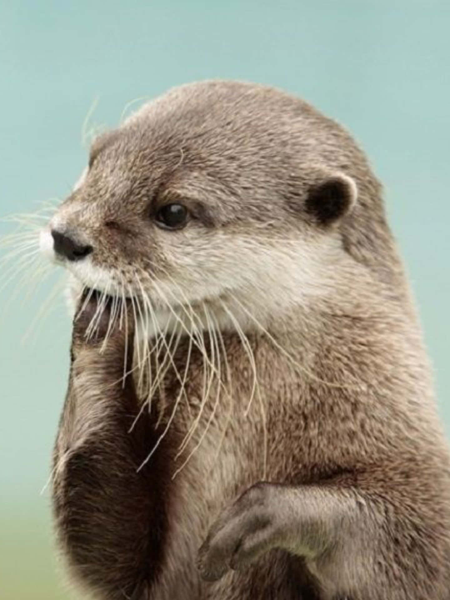 Cute Otter Billeder 1536 X 2048