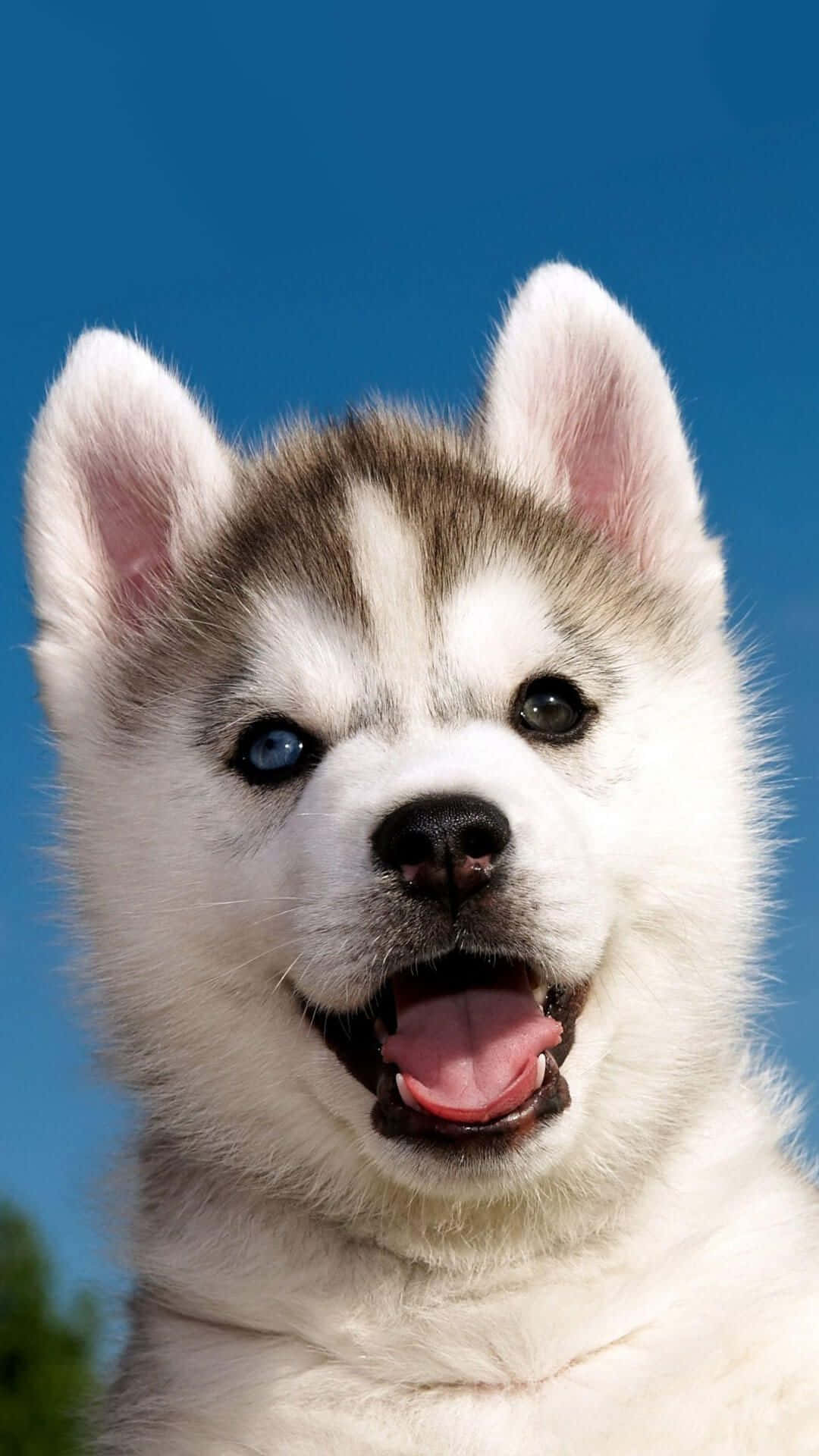 Happy Cute Husky Puppy Picture