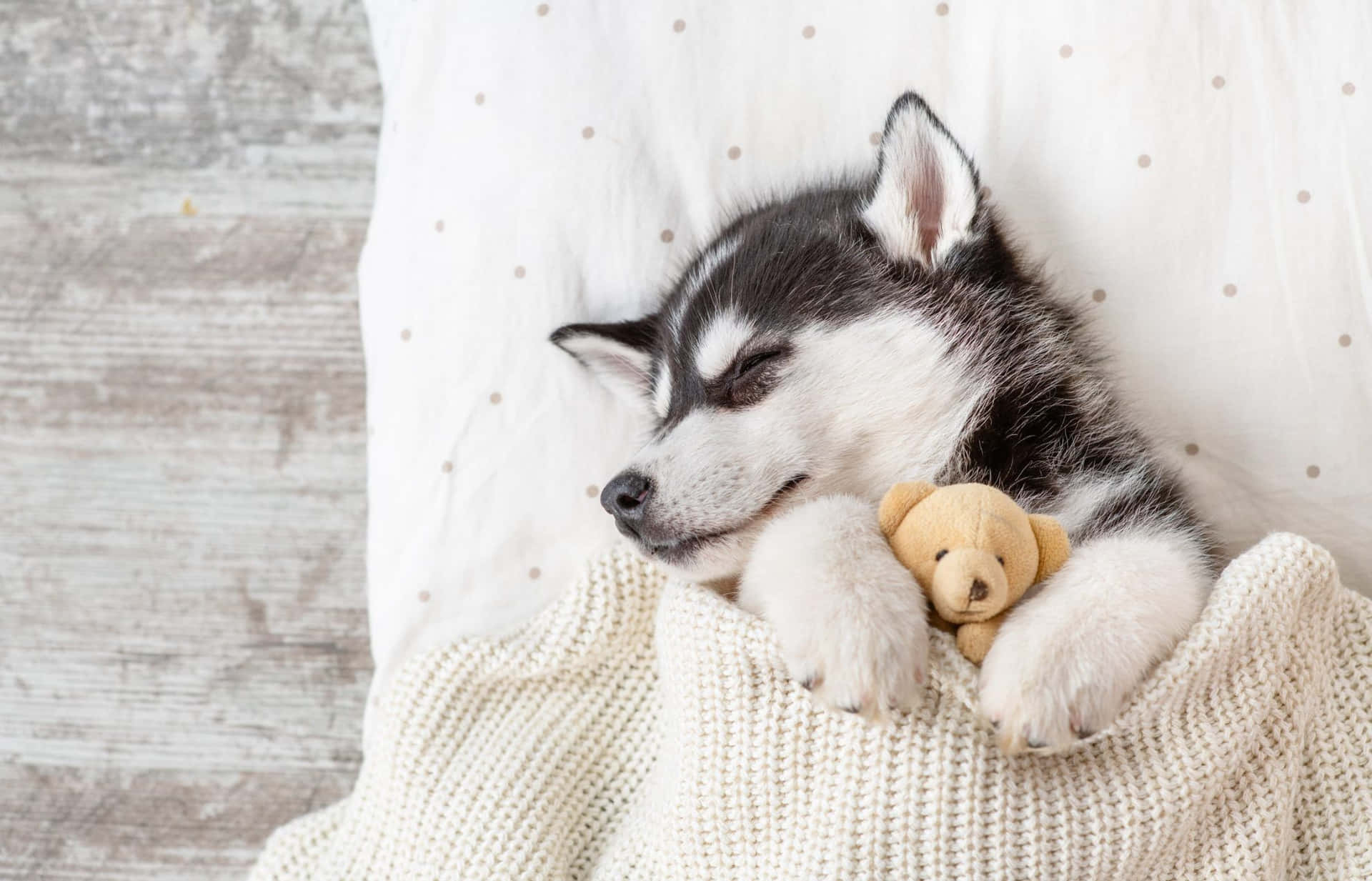 Cute Husky Puppy Sleeping With Teddy Picture