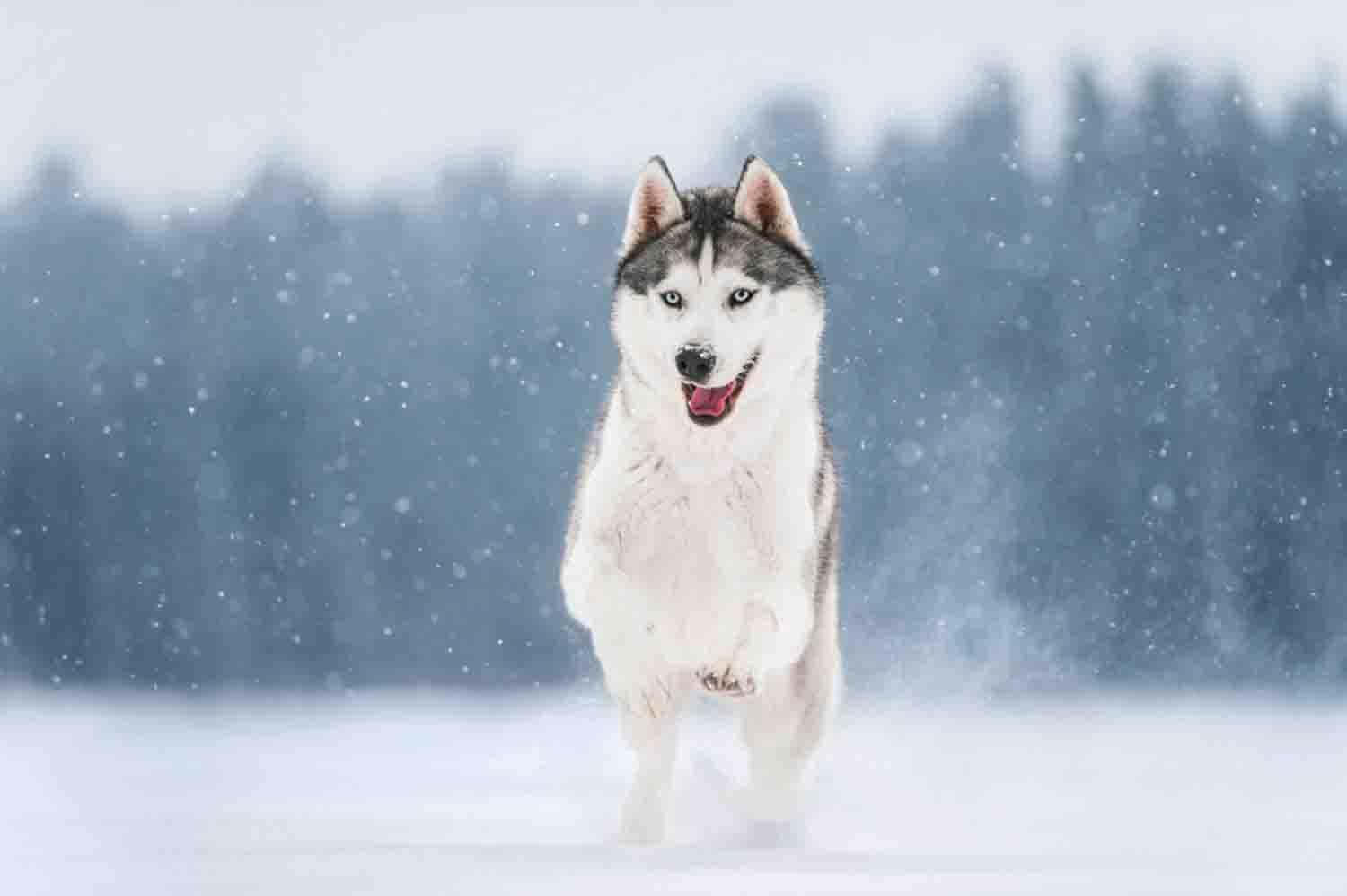 Fotodi Un Adorabile Husky Che Corre Nella Neve.