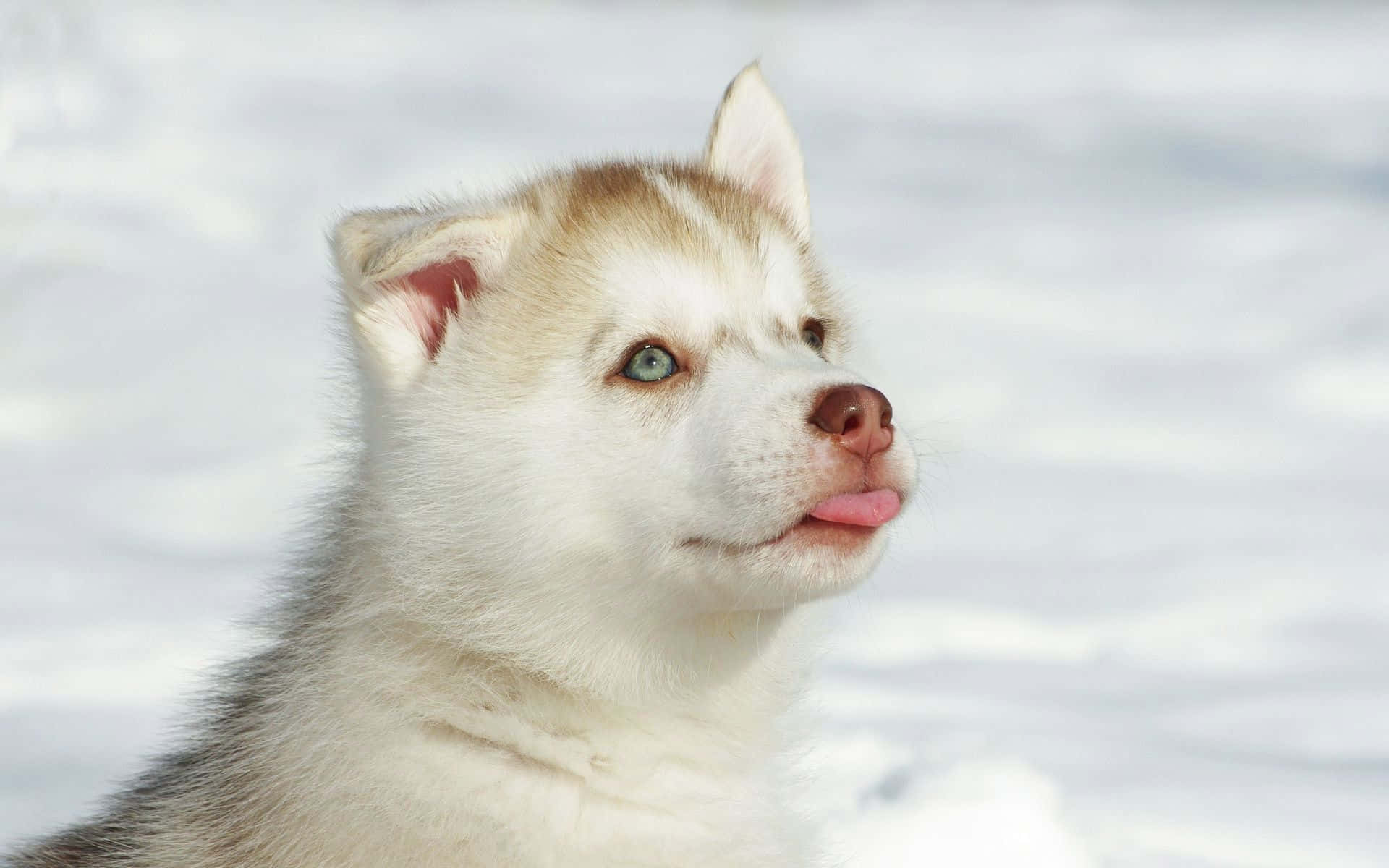 cute white husky puppies wallpaper