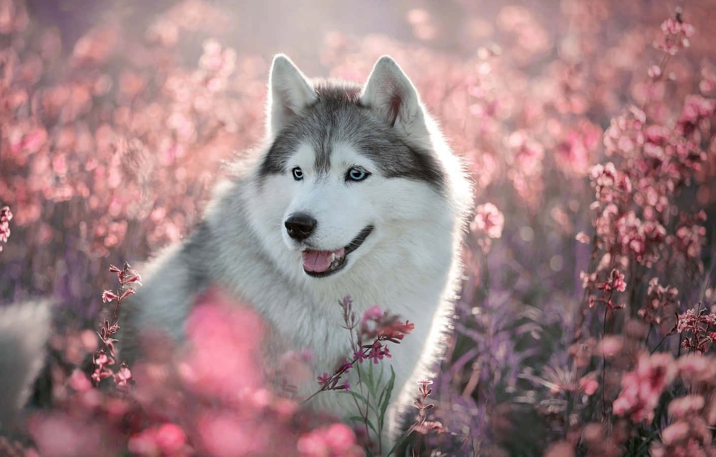 Cute Husky With Pink Flowers Picture