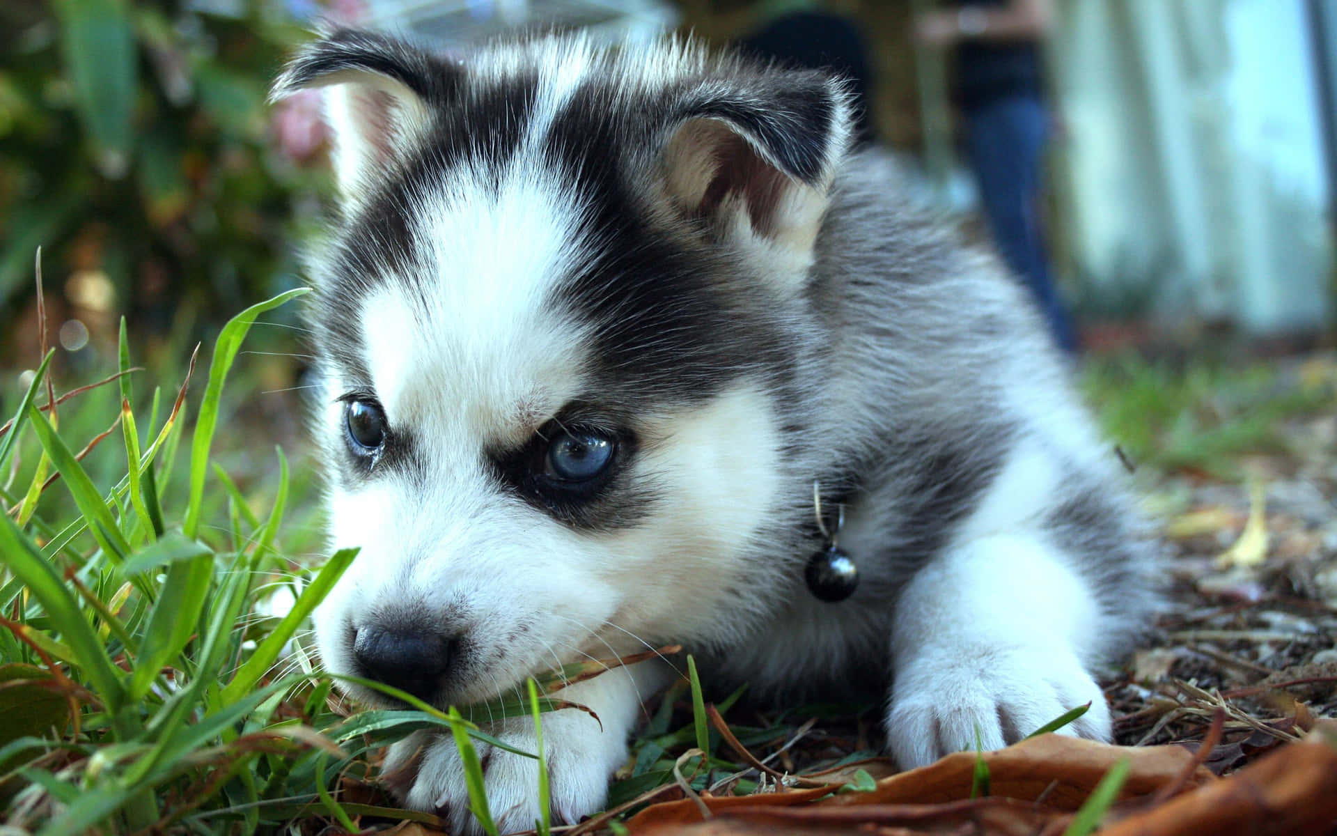 Cute Husky Puppy With Bell Collar Picture