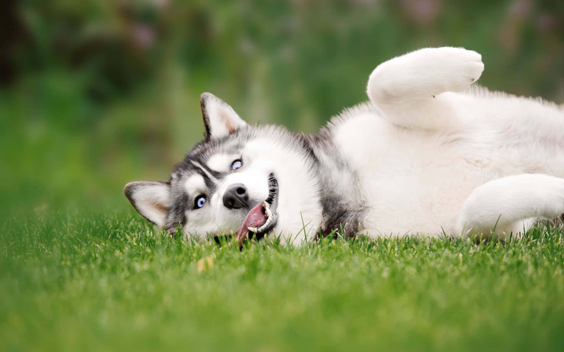 Cute Husky Rolling On Grass Picture