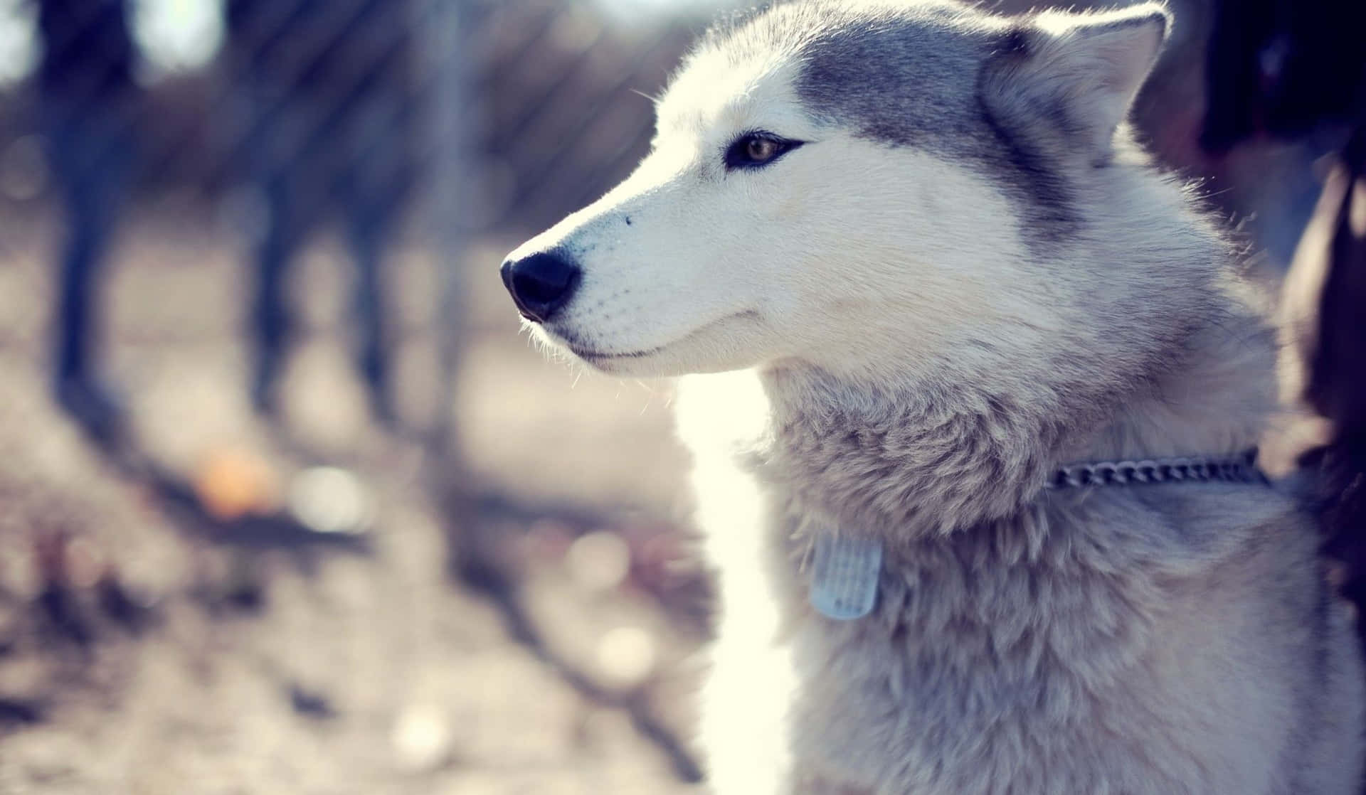 Cute Husky With Dog Tag Picture