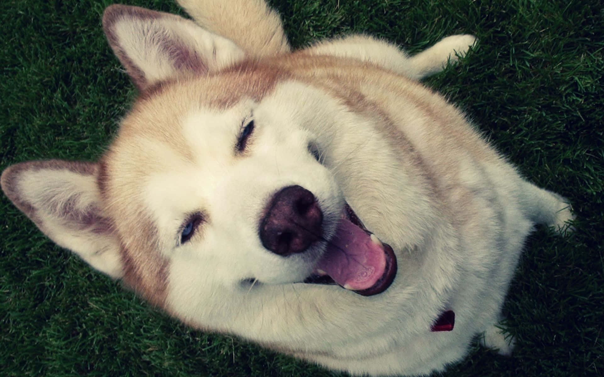 Cute Husky Dog Laughing Picture