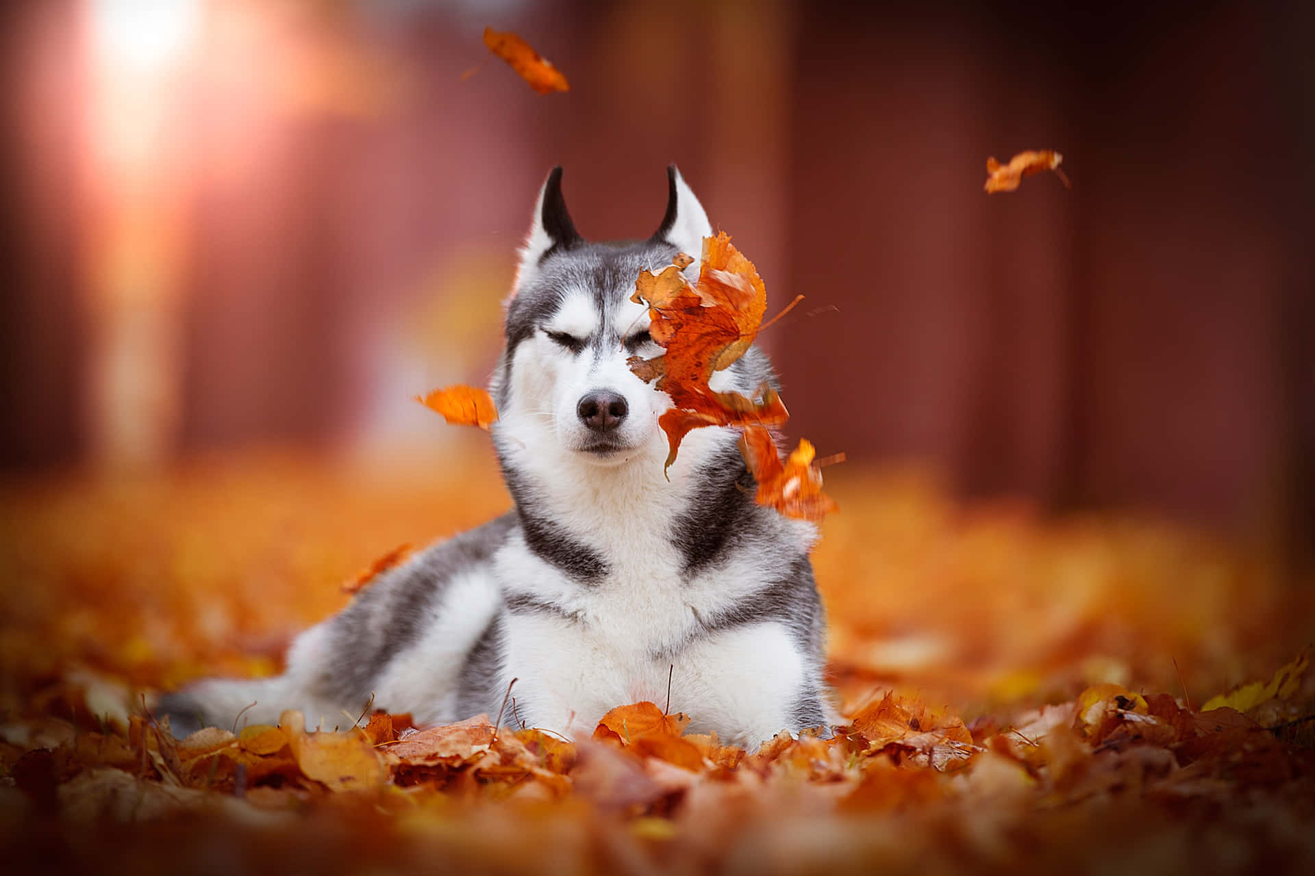 Cute Husky With Falling Leaves Picture