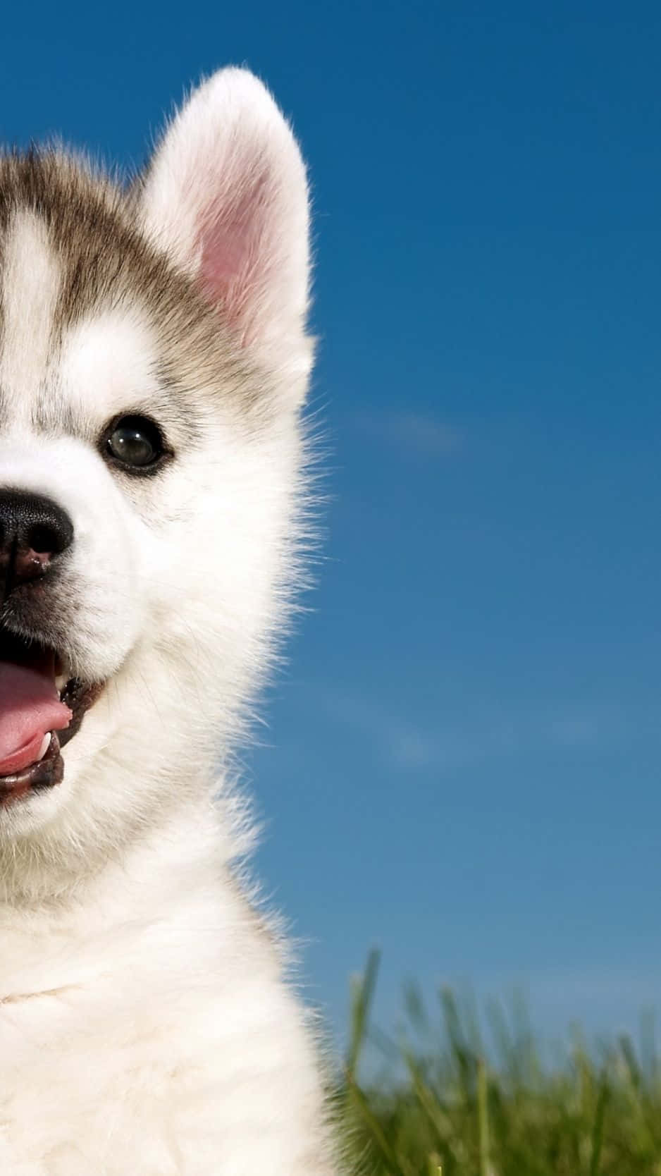 Cute Husky Puppy Half Face Picture