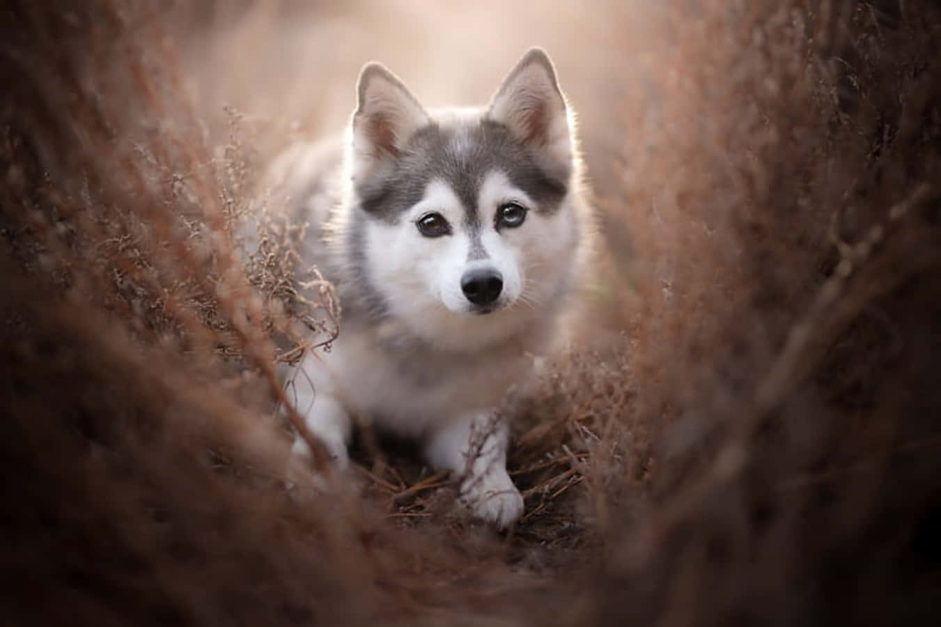 Cute Husky With Big Black Eyes Picture