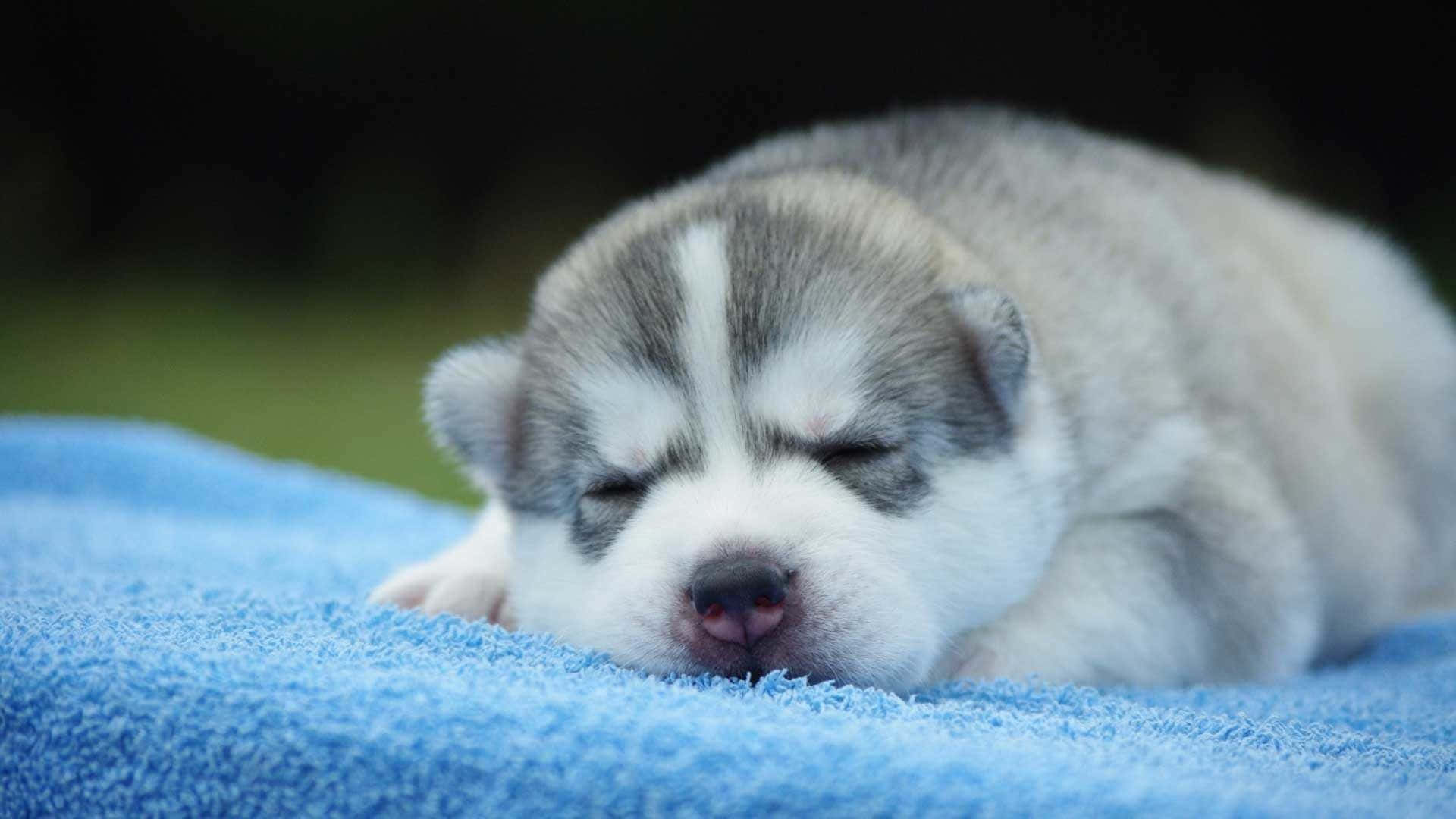 Cute Husky Puppy On Blue Towel Picture