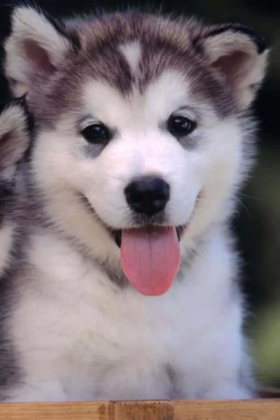 Cute Husky Puppy Tongue Out Picture