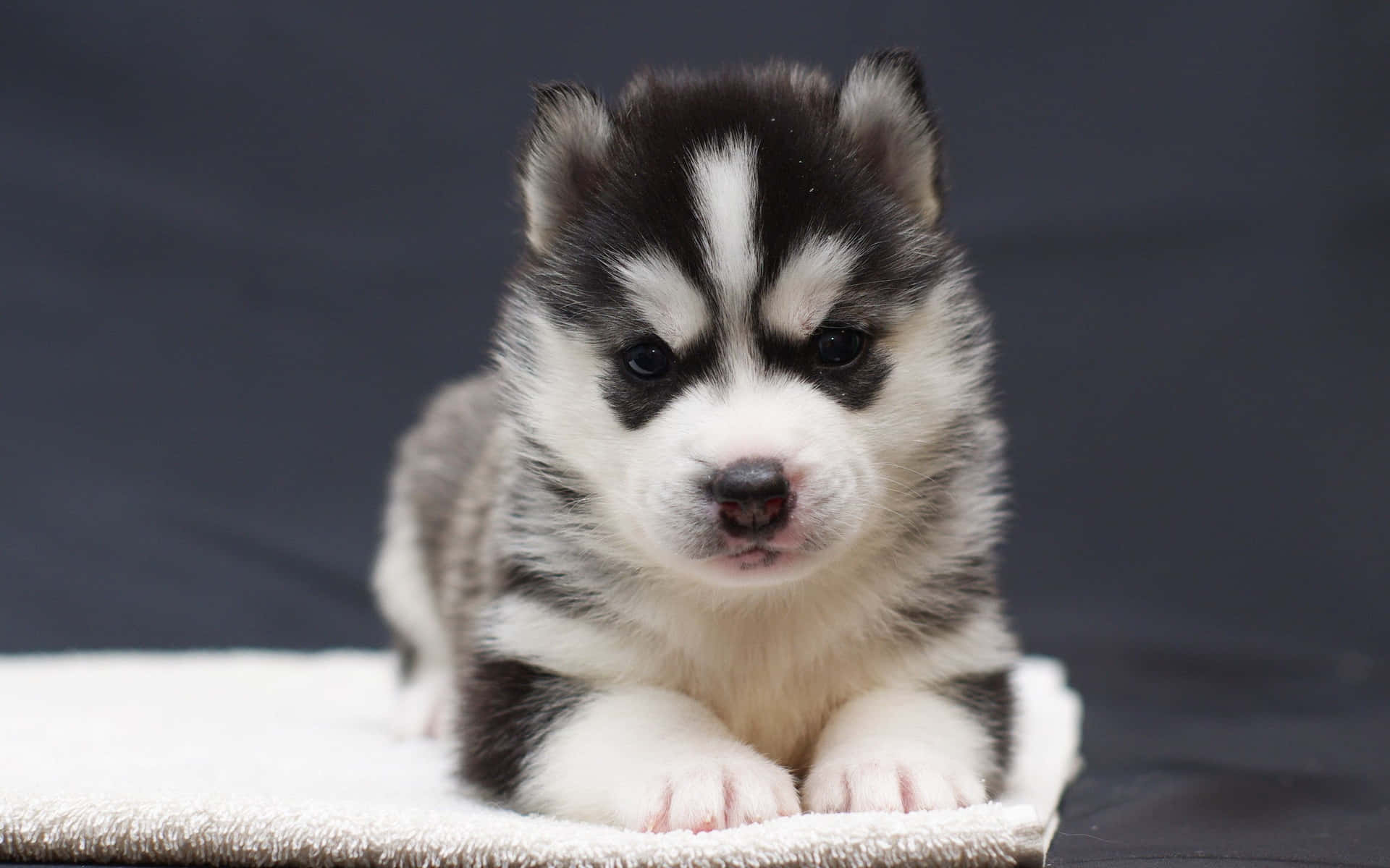 Cute Husky Puppy On White Towel Picture