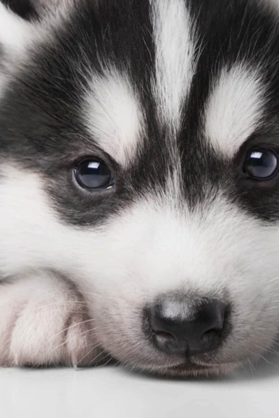 Cute Husky Puppy Close Up Face Picture