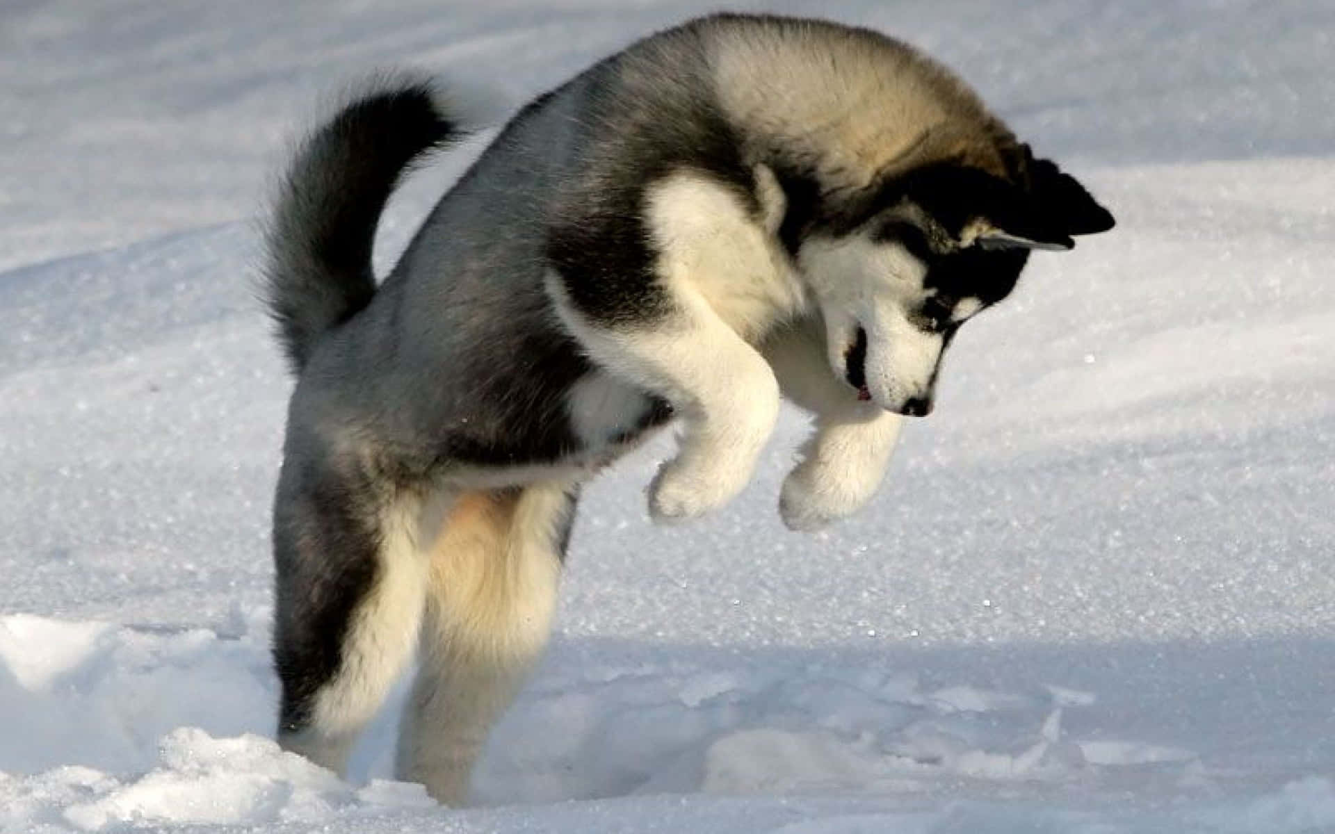Cute Husky Puppy Playing In Snow Picture