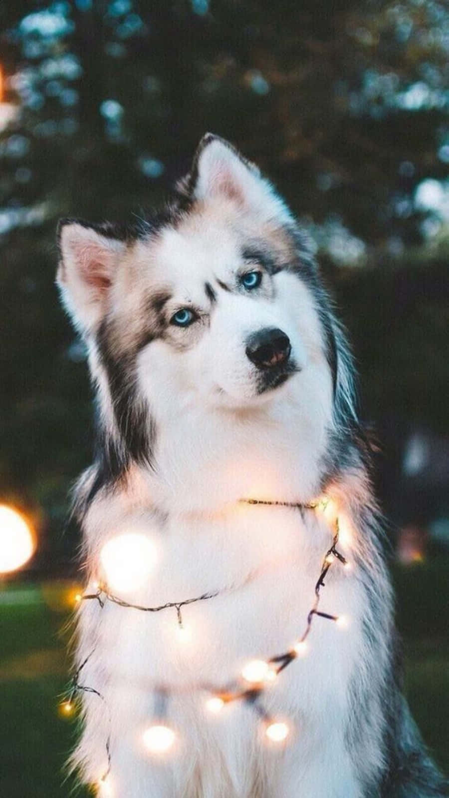 Cute Husky With Lights Picture