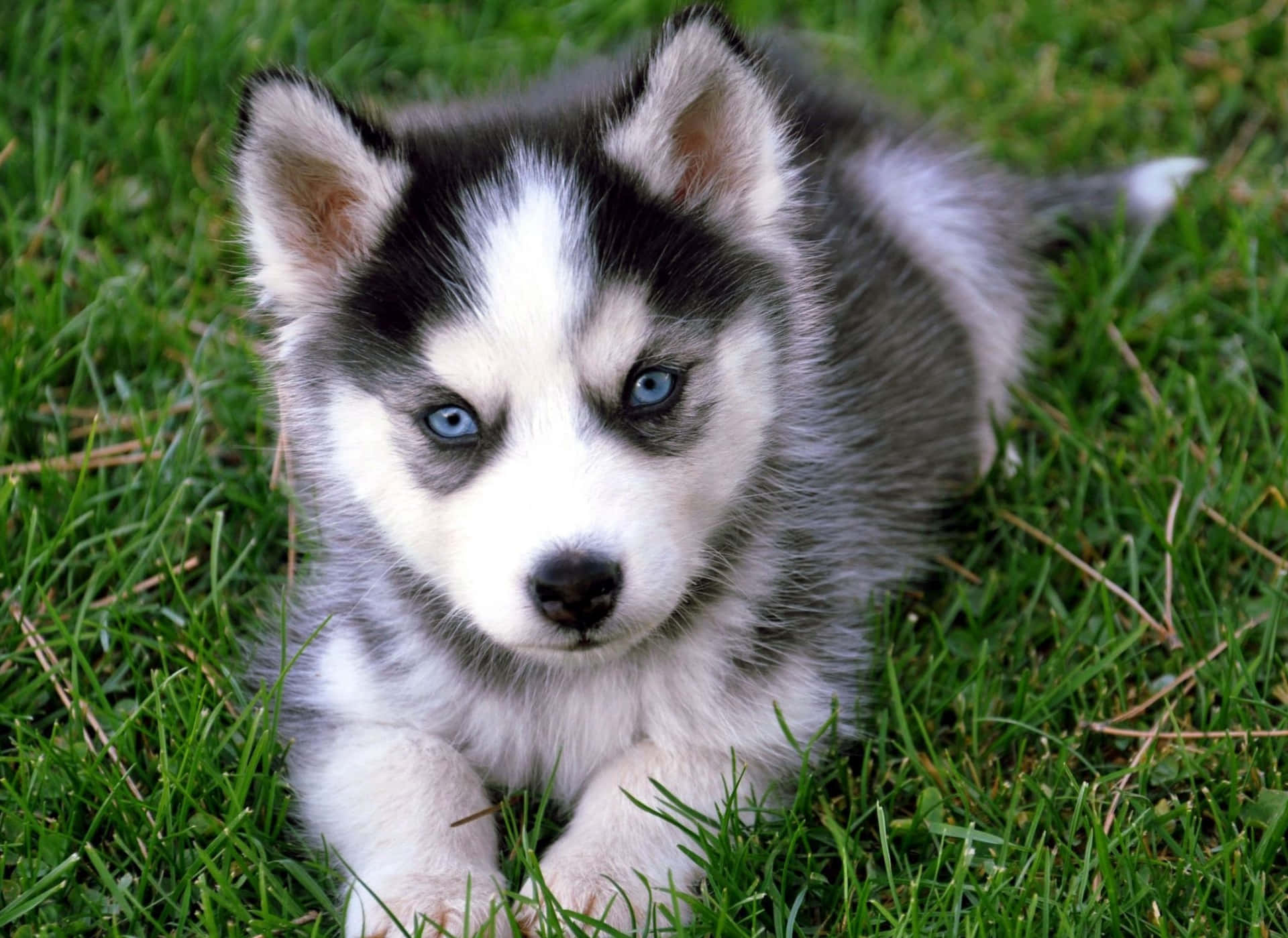 Cute Husky Puppy On Grass Picture
