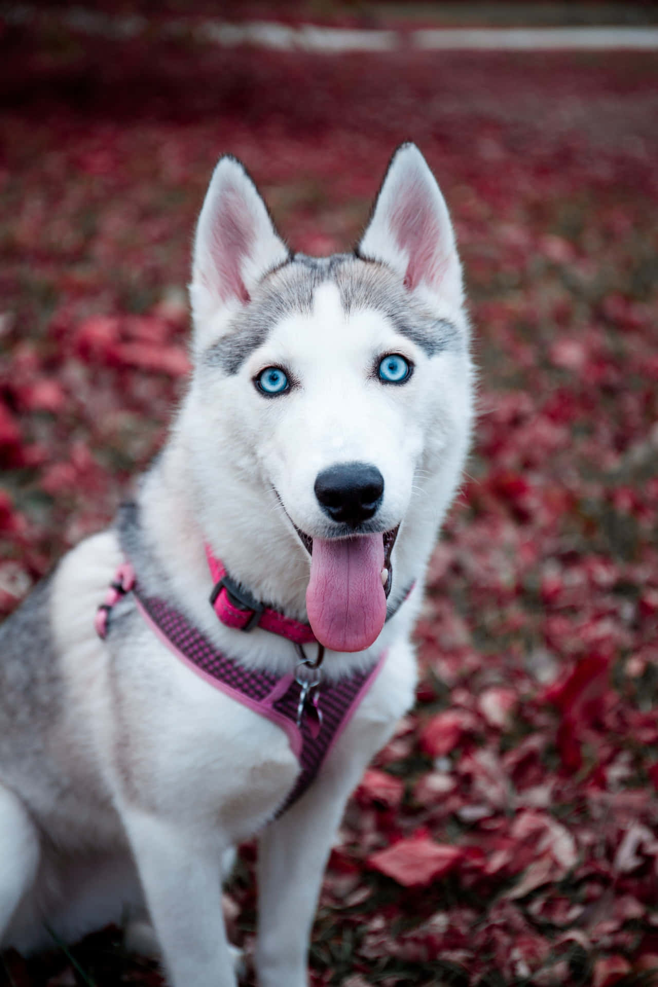 Cute Husky Tongue Out Autumn Picture