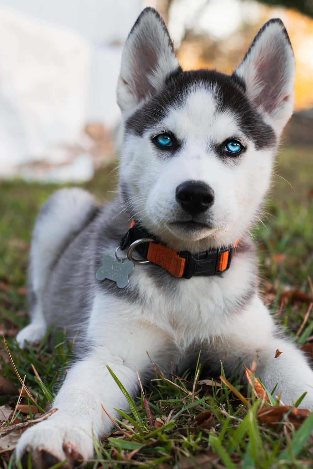 Imagende Lindo Cachorro De Husky Con Ojos Azules