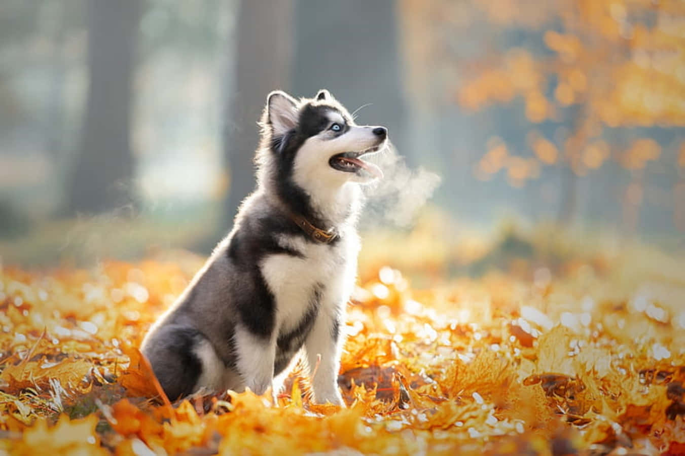 Cute Husky Sitting Fall Picture