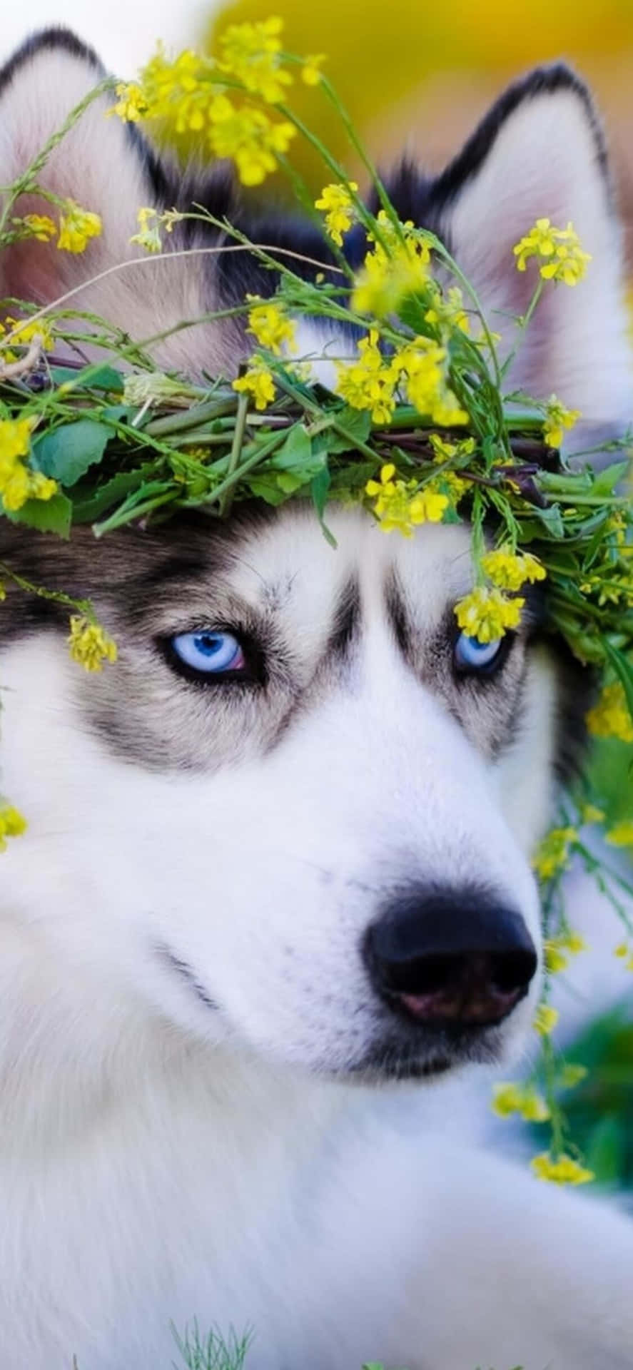 Cute Husky Dog With Leaves Picture