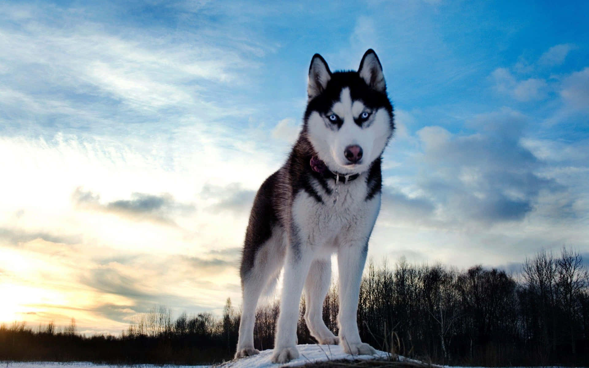 Cool Cute Husky Dog Picture