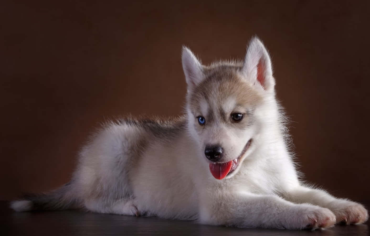 Little Cute Husky Puppy Picture