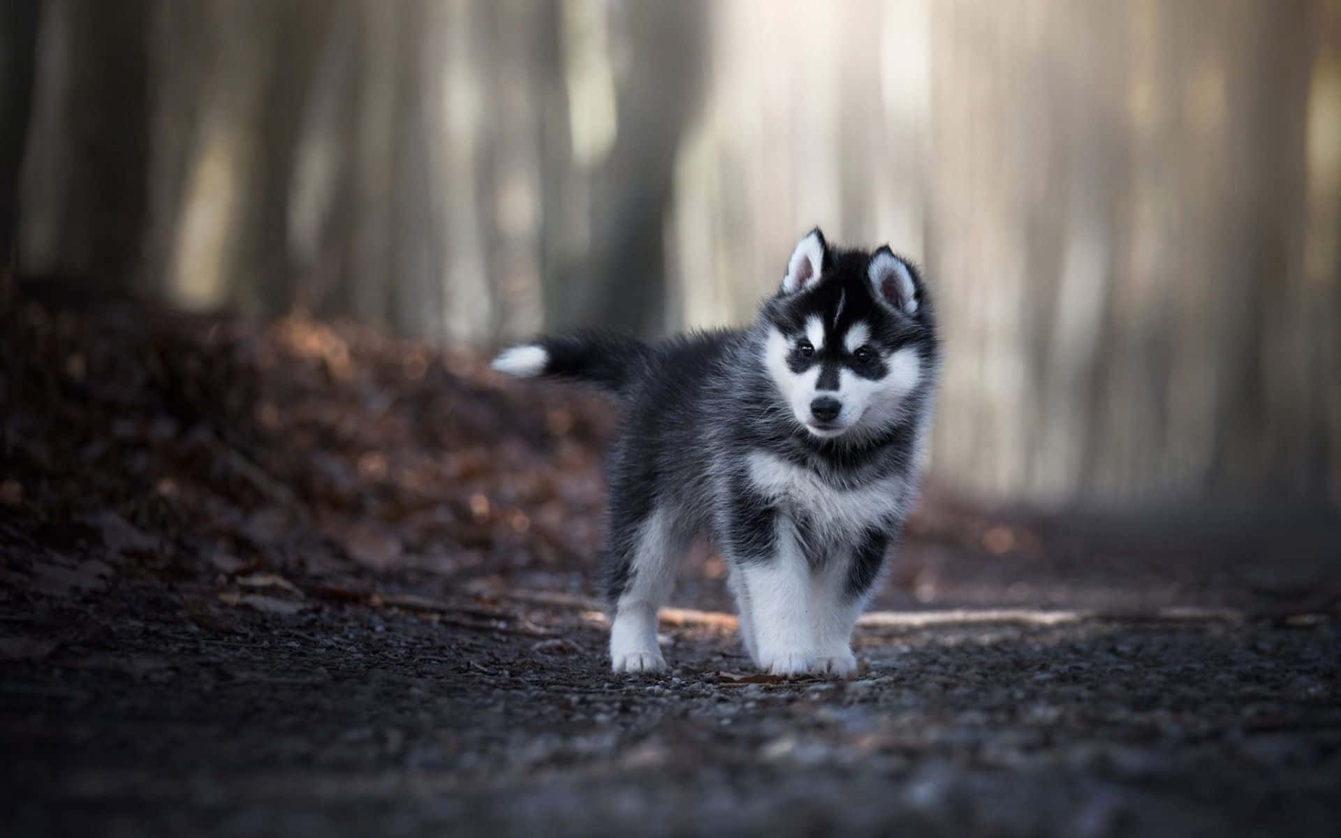 Cute Husky Puppy In Dark Wood Picture