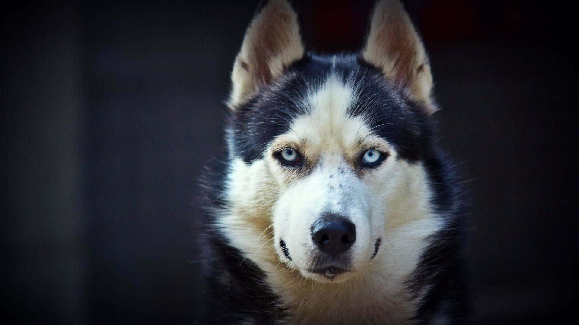 Cute Husky Pictures 1920 X 1080 Picture