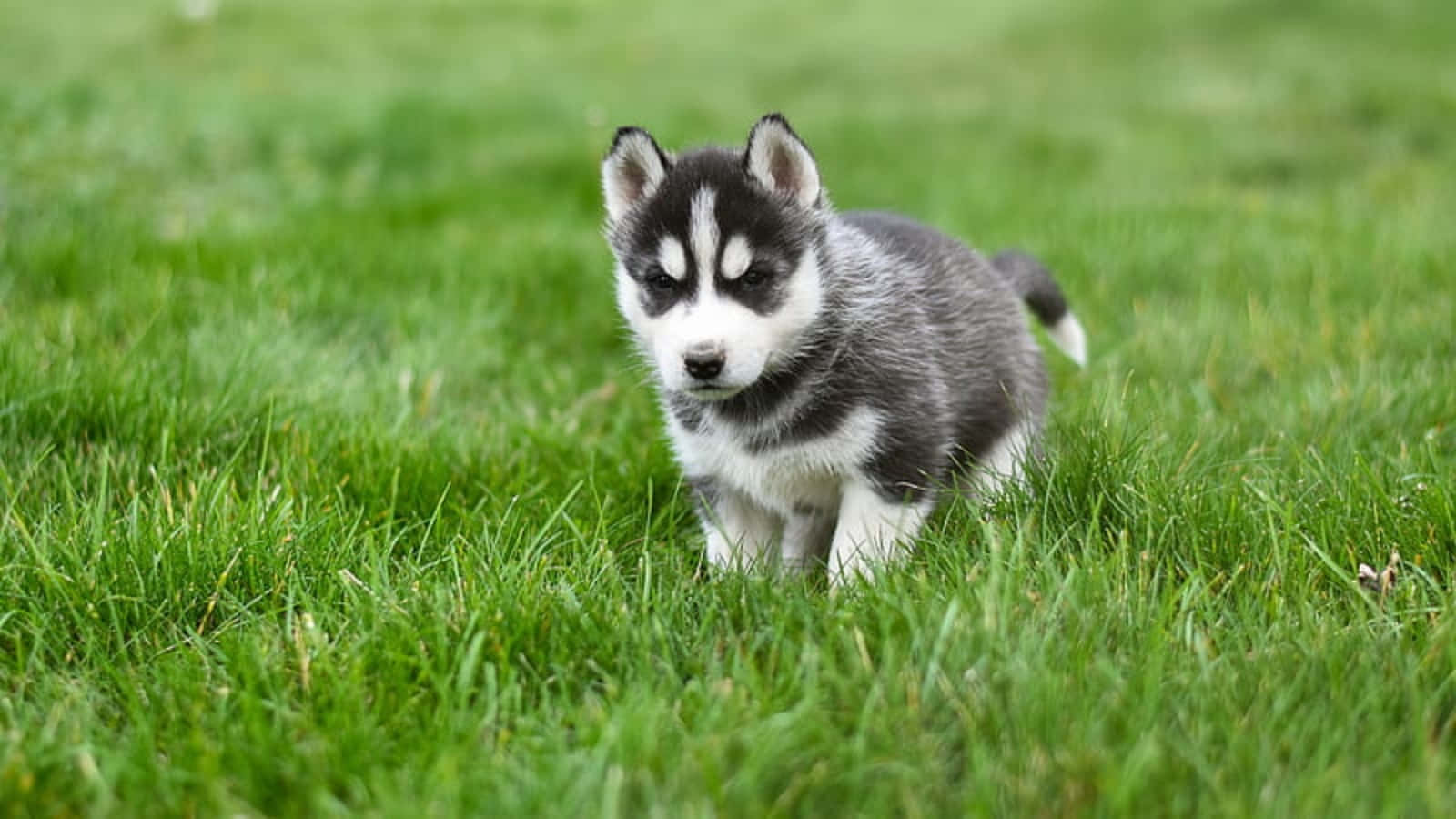 Cute Husky Pictures 1600 X 900 Picture
