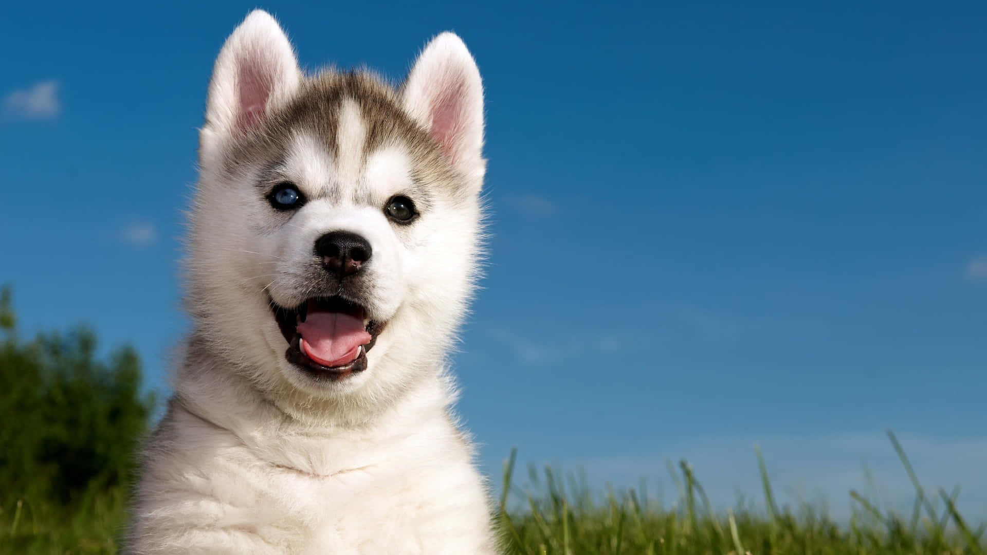 Cute Husky Pictures 3200 X 1800 Picture