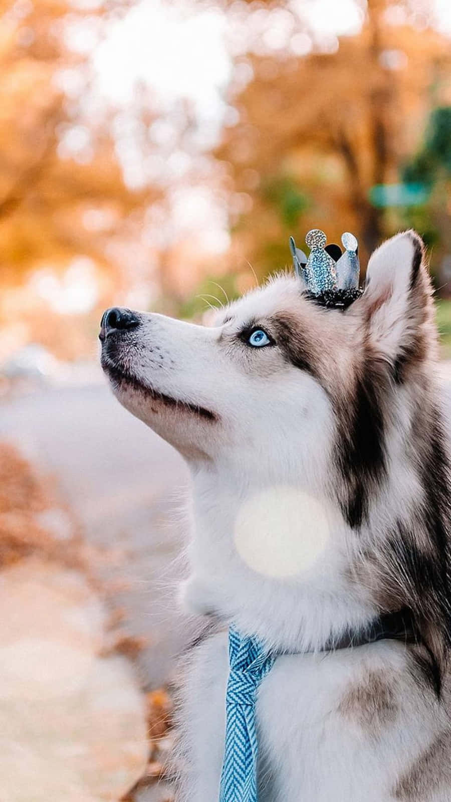 Cute Husky Pictures 900 X 1600 Picture