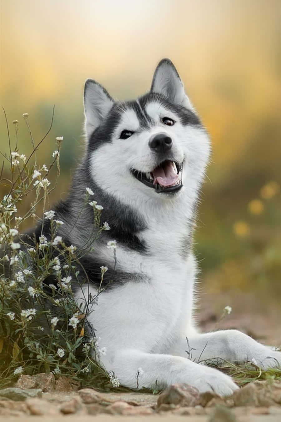 Cute Husky Pictures 900 X 1350 Picture