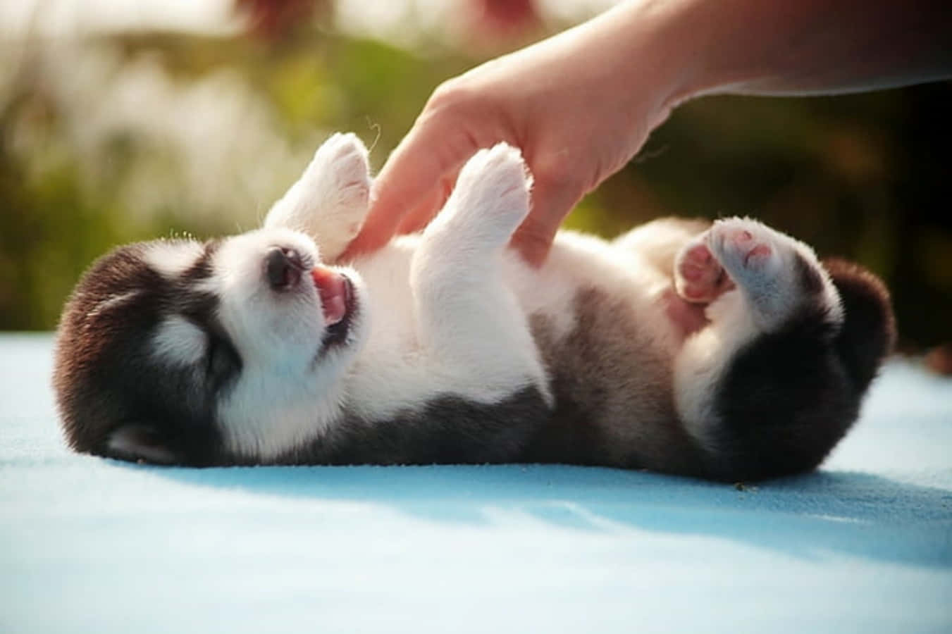 Cute Husky Pictures 1351 X 900 Picture