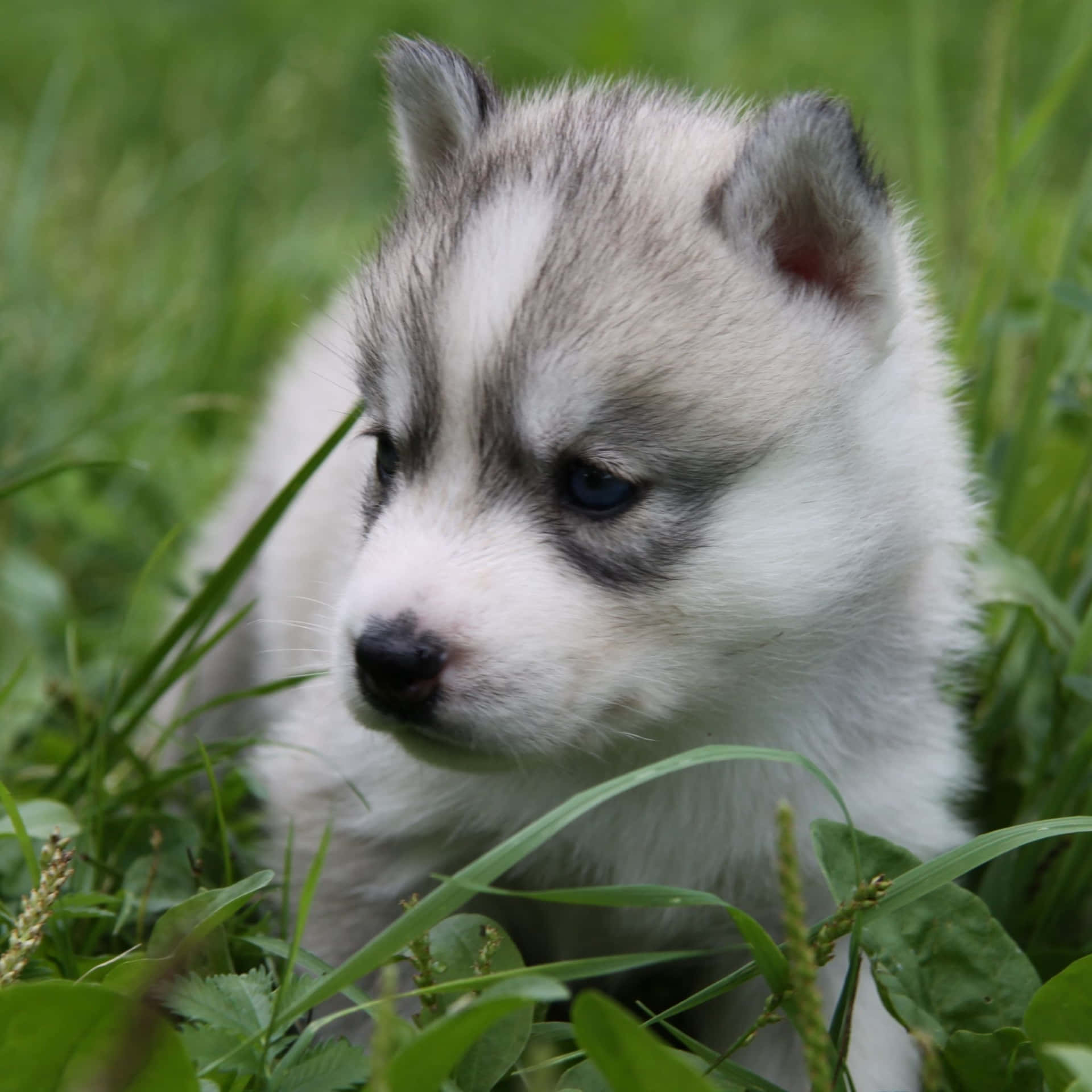 Cute Husky Pictures 2048 X 2048 Picture