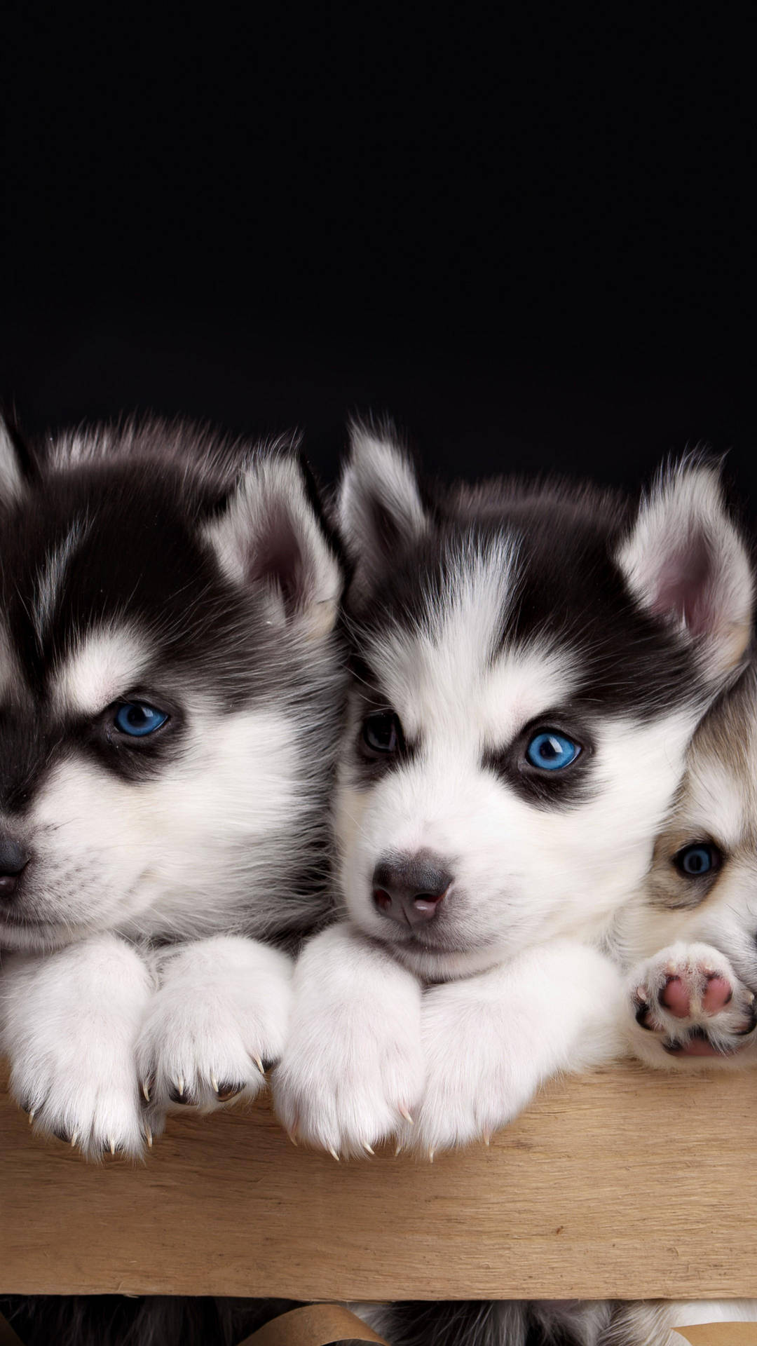Cute Husky Puppy Blue Eyes Background