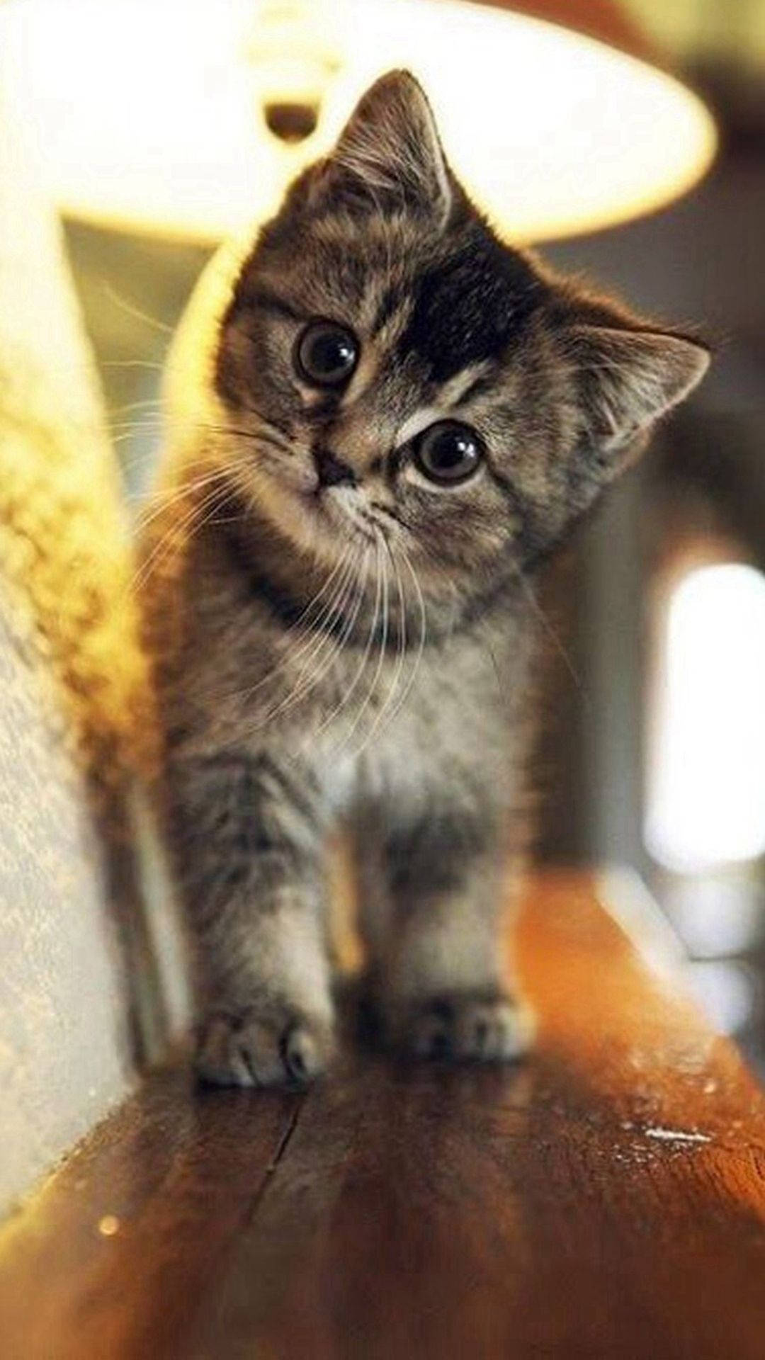 Cute Innocent Tabby Cat Iphone Background
