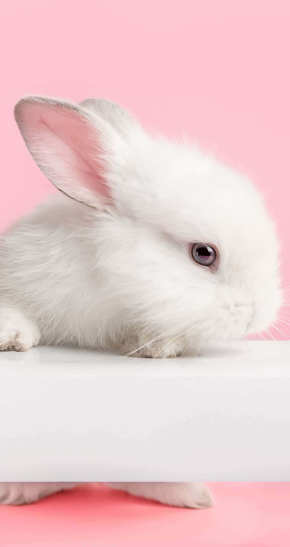 Hvid kanin på en lyserød baggrund Wallpaper