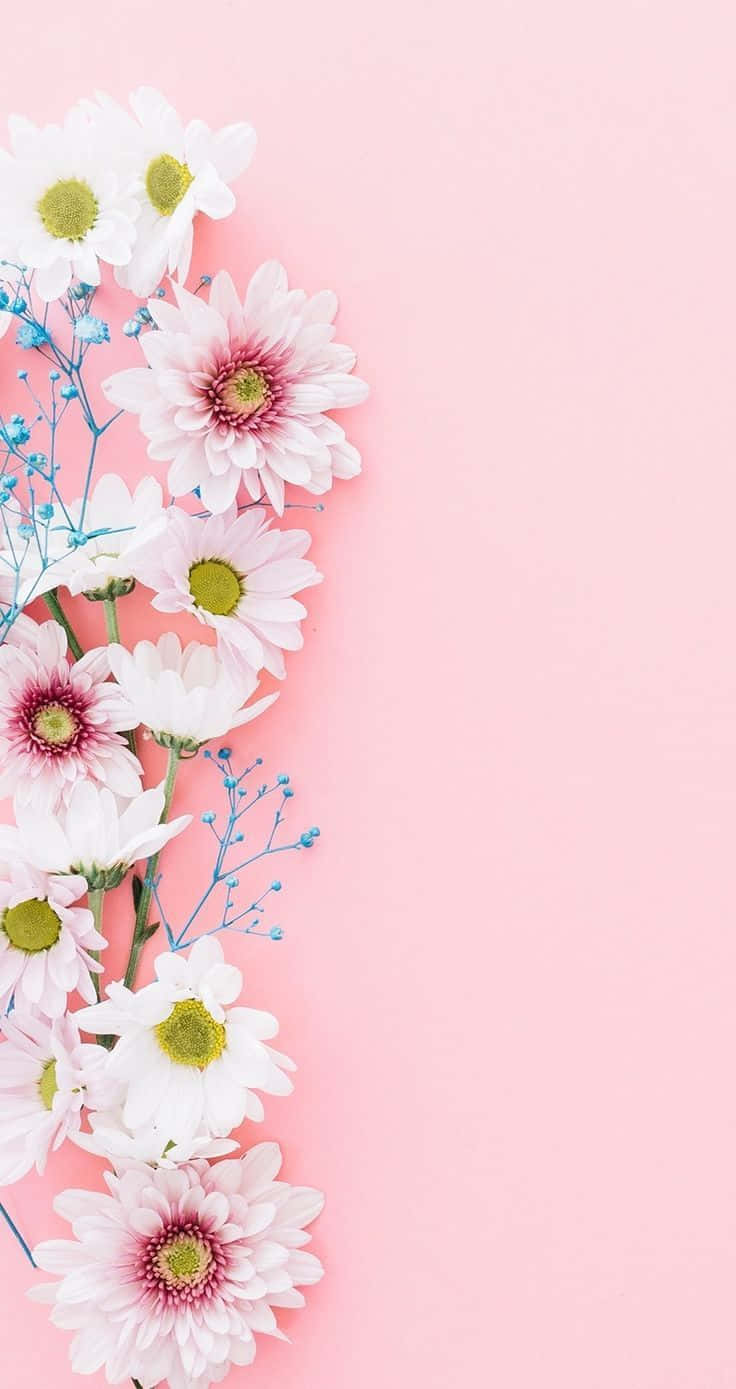 White And Blue Flowers On A Pink Background Wallpaper