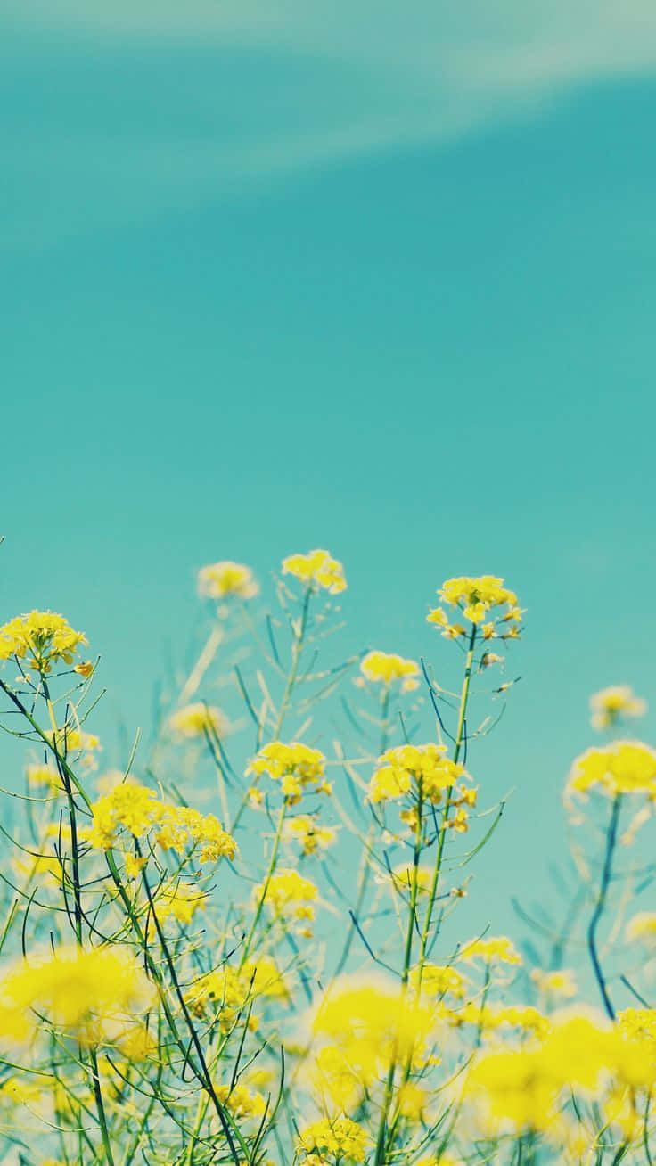 Gule blomster på marken med blå himmel Wallpaper