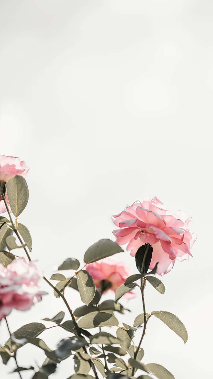 Nyd den dejlige duft af forår med denne smukke Cute Iphone Flower-tapet! Wallpaper
