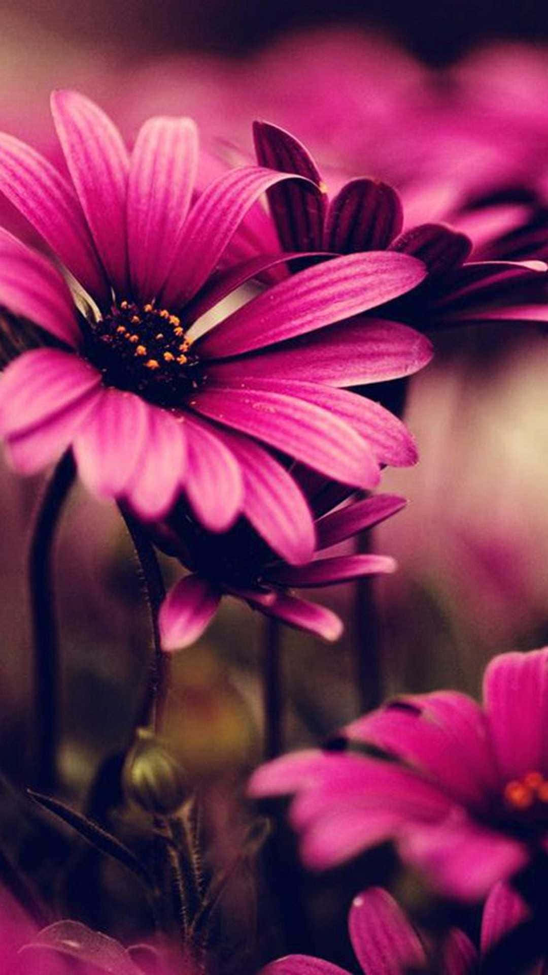 Beautiful Flower Wallpaper iPhone
