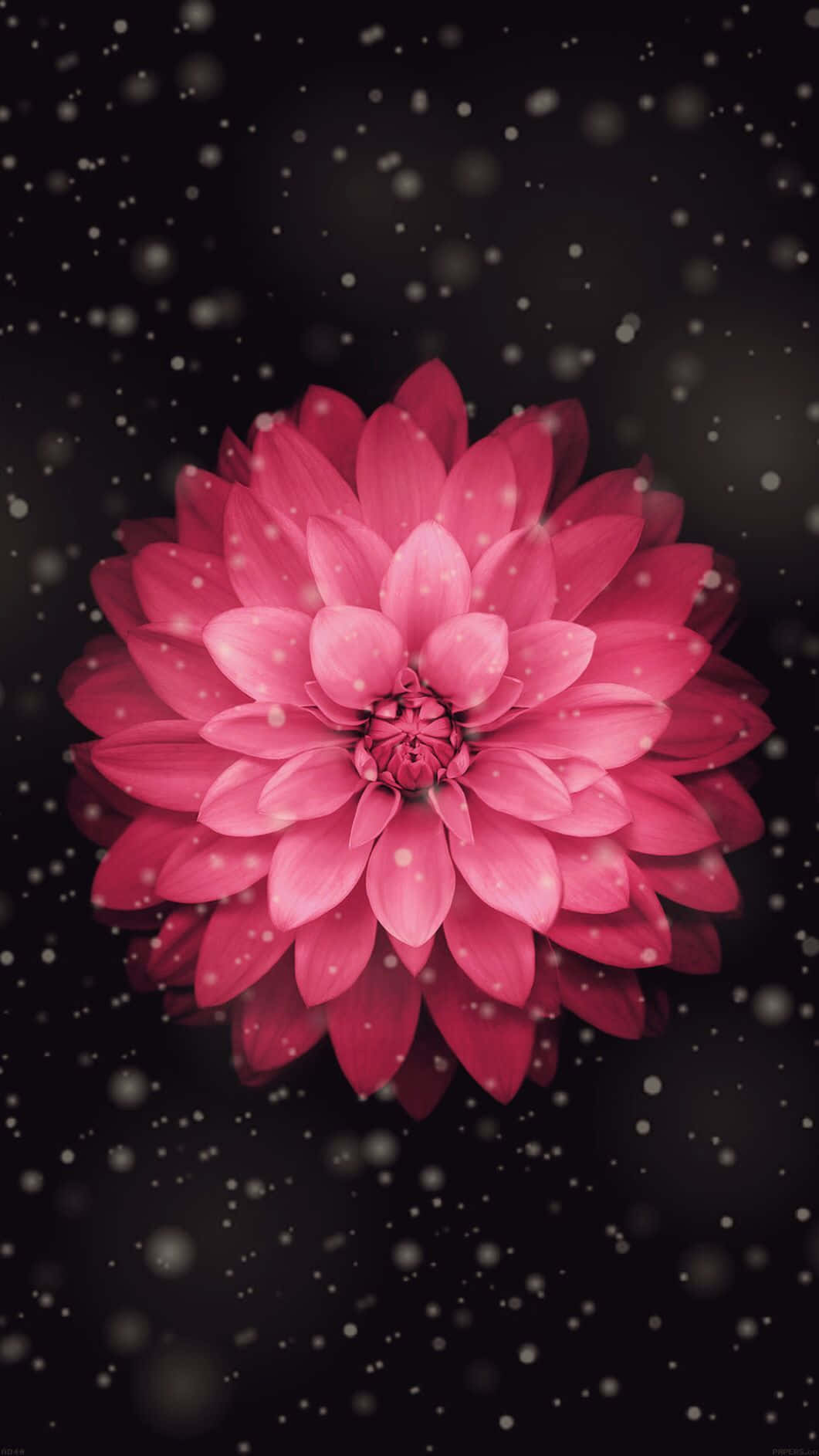 Einezarte Lila Blume Auf Hellem Türkisfarbenem Hintergrund Ist Der Perfekte Hintergrund Für Dein Iphone. Wallpaper