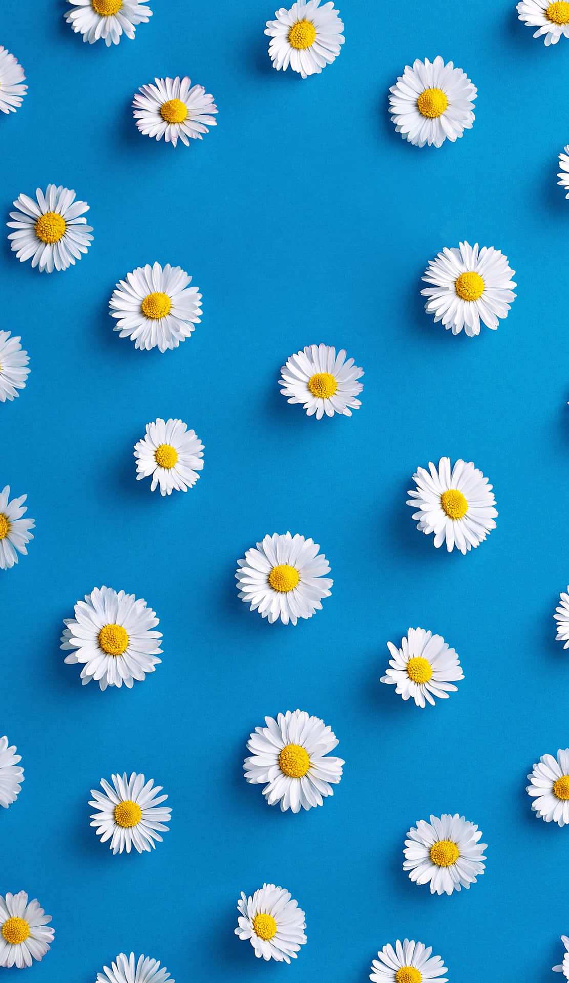 A Blue Background With White Daisies On It Wallpaper