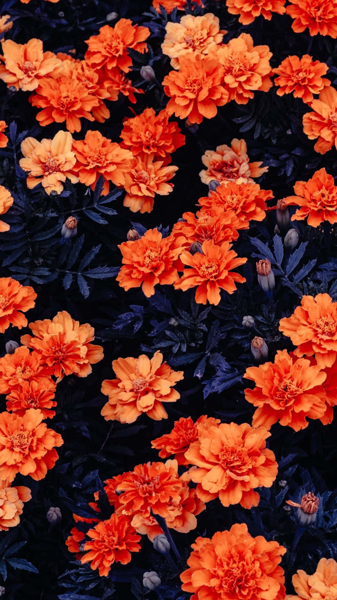 Pryd din dag med dette smukke Cute Iphone Flower! Wallpaper